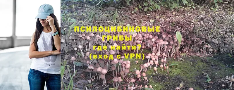 Псилоцибиновые грибы Magic Shrooms  Дивногорск 